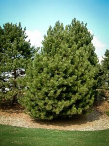 Сосна Чёрная (Pinus Nigra) купить по цене от 270.00р. в интернет-магазине «Посадика» с доставкой почтой в в Лабинске и по всей России – [изображение №1].