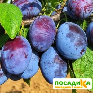 Слива Чачакская ранняя купить по цене от 229.00р. в интернет-магазине «Посадика» с доставкой почтой в в Лабинске и по всей России – [изображение №1].