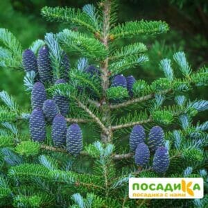 Пихта корейская (Abies koreana) купить по цене от 450.00р. в интернет-магазине «Посадика» с доставкой почтой в в Лабинске и по всей России – [изображение №1].