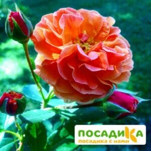 Роза Арабия купить по цене от 350.00р. в интернет-магазине «Посадика» с доставкой почтой в в Лабинске и по всей России – [изображение №1].