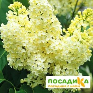 Сирень Примроуз (Primrose) купить по цене от 529.00р. в интернет-магазине «Посадика» с доставкой почтой в в Лабинске и по всей России – [изображение №1].