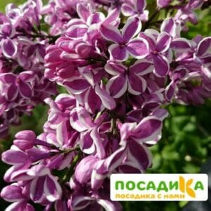 Сирень Сенсация купить по цене от 529.00р. в интернет-магазине «Посадика» с доставкой почтой в в Лабинске и по всей России – [изображение №1].