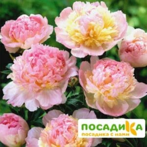 Пион Распберри Сандей (Paeonia Raspberry Sundae) купить по цене от 959р. в интернет-магазине «Посадика» с доставкой почтой в в Лабинске и по всей России – [изображение №1].