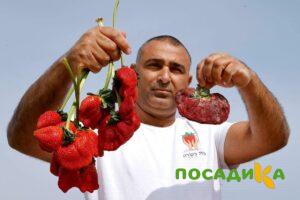 Клубника Гигант Джорнея купить по цене от 266р. в интернет-магазине «Посадика» с доставкой почтой в в Лабинске и по всей России – [изображение №1].