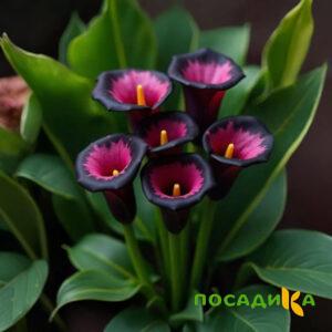 Калла Аура Лейс купить по цене от 400р. в интернет-магазине «Посадика» с доставкой почтой в в Лабинске и по всей России – [изображение №1].