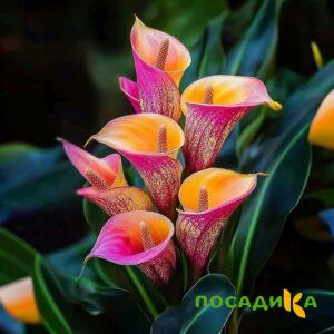 Калла Оникс купить по цене от 450р. в интернет-магазине «Посадика» с доставкой почтой в в Лабинске и по всей России – [изображение №1].