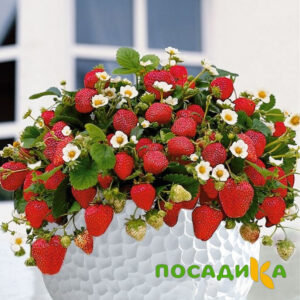 Клубника Рубиновый Шепот (горшечная) купить по цене от 240р. в интернет-магазине «Посадика» с доставкой почтой в в Лабинске и по всей России – [изображение №1].