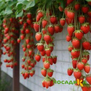 Клубника вьющаяся Комплимент купить по цене от 470р. в интернет-магазине «Посадика» с доставкой почтой в в Лабинске и по всей России – [изображение №1].