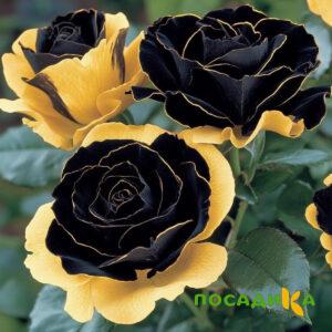 Роза Ханни Сикл купить по цене от 700р. в интернет-магазине «Посадика» с доставкой почтой в в Лабинске и по всей России – [изображение №1].