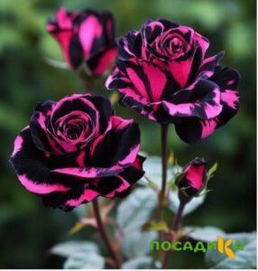 Роза Багровый Шепот купить по цене от 366р. в интернет-магазине «Посадика» с доставкой почтой в в Лабинске и по всей России – [изображение №1].