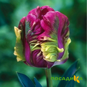 Тюльпан Экзотик Хэвен купить по цене от 186р. в интернет-магазине «Посадика» с доставкой почтой в в Лабинске и по всей России – [изображение №1].