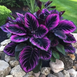 Хоста Люминоза купить по цене от 450р. в интернет-магазине «Посадика» с доставкой почтой в в Лабинске и по всей России – [изображение №1].