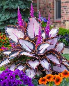 Хоста Кримэн Дрим купить по цене от 549р. в интернет-магазине «Посадика» с доставкой почтой в в Лабинске и по всей России – [изображение №1].