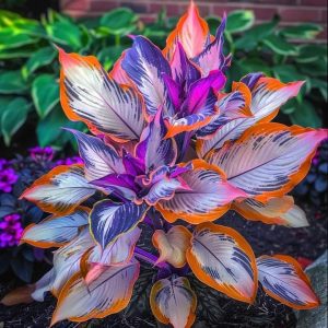 Хоста Эмеральд Тиара купить по цене от 602р. в интернет-магазине «Посадика» с доставкой почтой в в Лабинске и по всей России – [изображение №1].