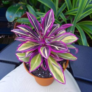 Хоста Сильвер Стик купить по цене от 650р. в интернет-магазине «Посадика» с доставкой почтой в в Лабинске и по всей России – [изображение №1].