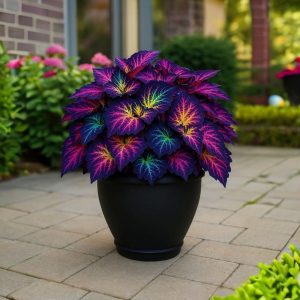 Хоста Фрости Блю купить по цене от 389р. в интернет-магазине «Посадика» с доставкой почтой в в Лабинске и по всей России – [изображение №1].