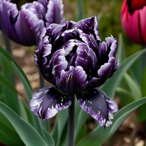 Тюльпан Индиго купить по цене от 600р. в интернет-магазине «Посадика» с доставкой почтой в в Лабинске и по всей России – [изображение №1].