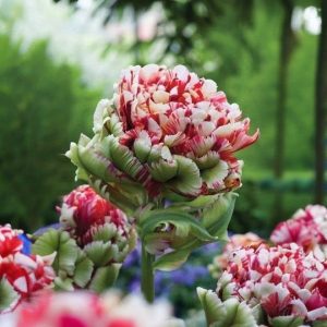 Тюльпан Дабл Флеминг Берд купить по цене от 249р. в интернет-магазине «Посадика» с доставкой почтой в в Лабинске и по всей России – [изображение №1].