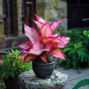 Хоста Розовая Симфония купить по цене от 800р. в интернет-магазине «Посадика» с доставкой почтой в в Лабинске и по всей России – [изображение №1].