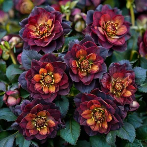 Морозник Сноу Дроп купить по цене от 348р. в интернет-магазине «Посадика» с доставкой почтой в в Лабинске и по всей России – [изображение №1].