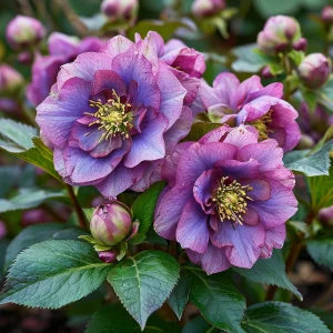 Морозник Айс Принцесс Чарм купить по цене от 650р. в интернет-магазине «Посадика» с доставкой почтой в в Лабинске и по всей России – [изображение №1].