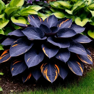 Хоста Умбра купить по цене от 349р. в интернет-магазине «Посадика» с доставкой почтой в в Лабинске и по всей России – [изображение №1].