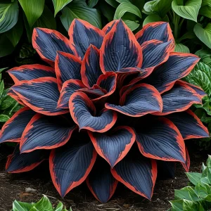 Хоста Солнечный Агат купить по цене от 440р. в интернет-магазине «Посадика» с доставкой почтой в в Лабинске и по всей России – [изображение №1].