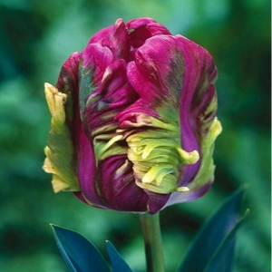 Тюльпан Экзотик Хэвен купить по цене от 186р. в интернет-магазине «Посадика» с доставкой почтой в в Лабинске и по всей России – [изображение №1].