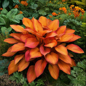 Хоста Солнечный Нектар купить по цене от 605р. в интернет-магазине «Посадика» с доставкой почтой в в Лабинске и по всей России – [изображение №1].