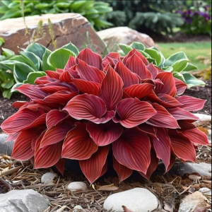 Хоста Малыш Шедевр купить по цене от 421р. в интернет-магазине «Посадика» с доставкой почтой в в Лабинске и по всей России – [изображение №1].