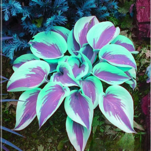 Хоста Висперин Бьюти купить по цене от 379р. в интернет-магазине «Посадика» с доставкой почтой в в Лабинске и по всей России – [изображение №1].