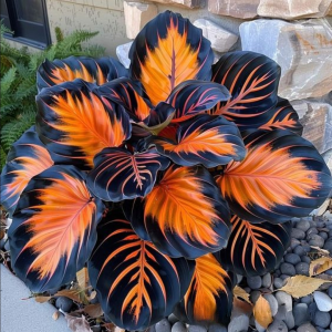 Хоста Сикрет Форест купить по цене от 601р. в интернет-магазине «Посадика» с доставкой почтой в в Лабинске и по всей России – [изображение №1].