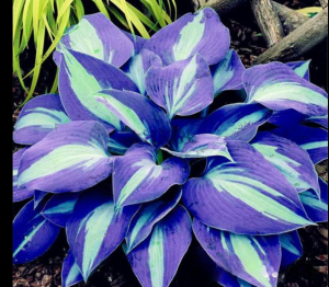 Хоста Аурелия купить по цене от 450р. в интернет-магазине «Посадика» с доставкой почтой в в Лабинске и по всей России – [изображение №1].