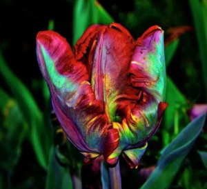 Тюльпан Эирпрайз купить по цене от 270р. в интернет-магазине «Посадика» с доставкой почтой в в Лабинске и по всей России – [изображение №1].